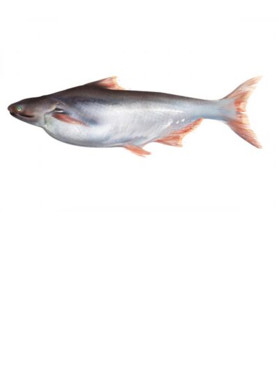 Buy Fresh Indian Basa Fish Online in Ahmedabad