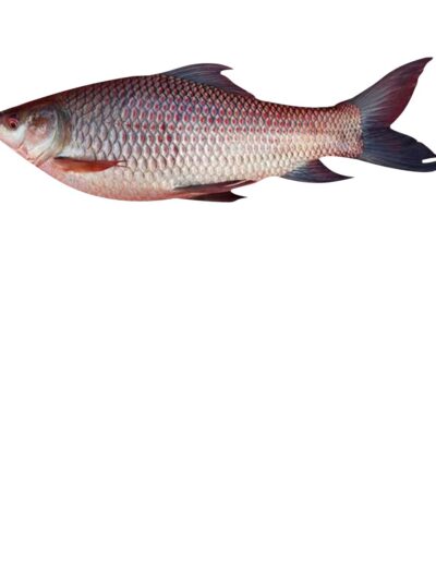 Buy Fresh Katla Fish Online in Ahmedabad