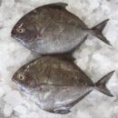 Black Pomfret - Halwa