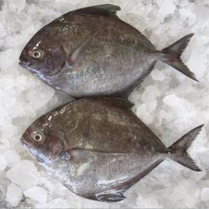 Black Pomfret - Halwa