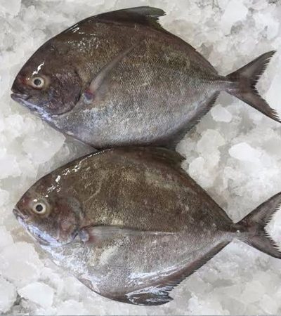 Black Pomfret - Halwa