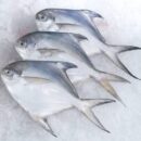 Silver Pomfret - Paplet