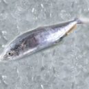 Buy Fresh King Fish (Seer Fish/Surmai) Online in Ahmedabad