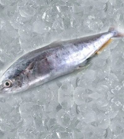 Buy Fresh King Fish (Seer Fish/Surmai) Online in Ahmedabad