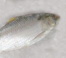 Buy Fresh Hilsa Fish (Ilish Mach) Online in Ahmedabad