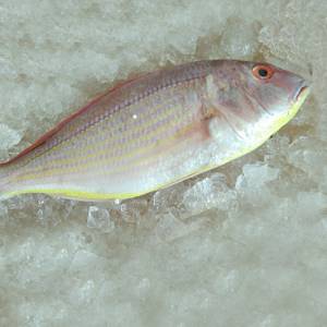 RANI FISH - PINK PERCH