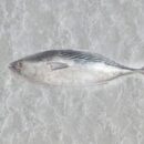 Buy Fresh Tuna Fish Online in Ahmedabad