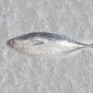 Tuna Fish