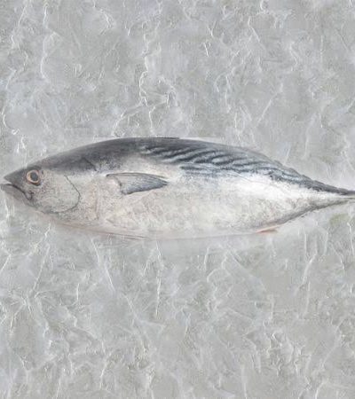 Buy Fresh Tuna Fish Online in Ahmedabad