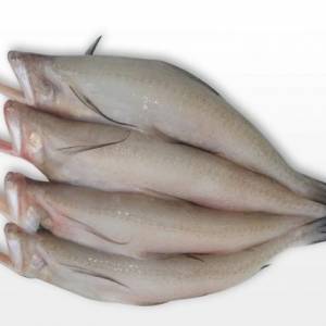 Bombay Duck - Bombil