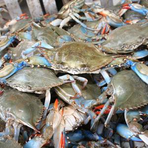 Crabs