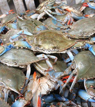 Buy Fresh Crabs Online in Ahmedabad