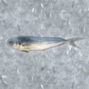 Buy Fresh Mahi Fish (Hufnas) Online in Ahmedabad