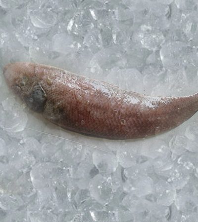 Buy Fresh Mandal (Jeebh) Fish Online in Ahmedabad