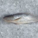 Buy Fresh Mosamgi Fish Online in Ahmedabad