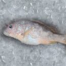 Buy Raja online in Ahmedabad