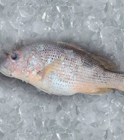 Buy Raja online in Ahmedabad