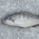 Buy Fresh Shankh Surmai Fish Online in Ahmedabad