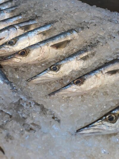 Buy Fresh Barracuda Fish Online in Ahmedabad
