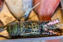 Buy Fresh Indian Lobster