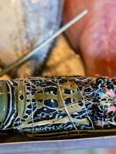 Buy Fresh Indian Lobster